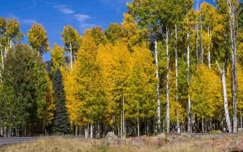 aspen trees forest