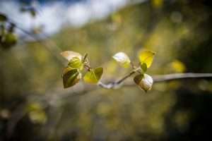 aspen tree leaves