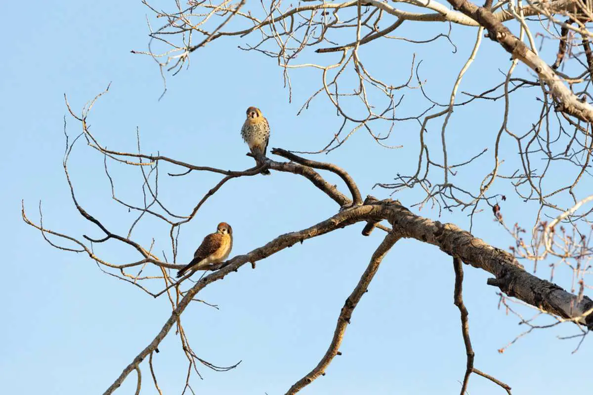 birds on aspen tree