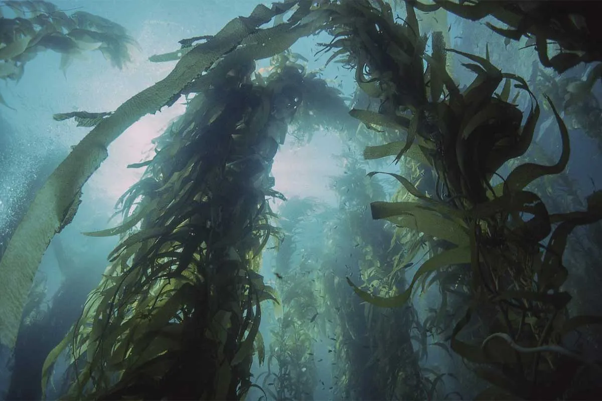 Kelp Beds