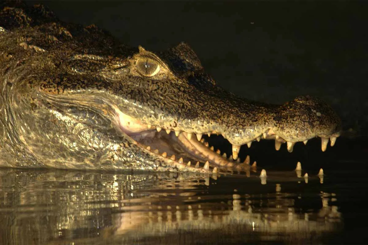 Orinoco Crocodiles in Venezuela