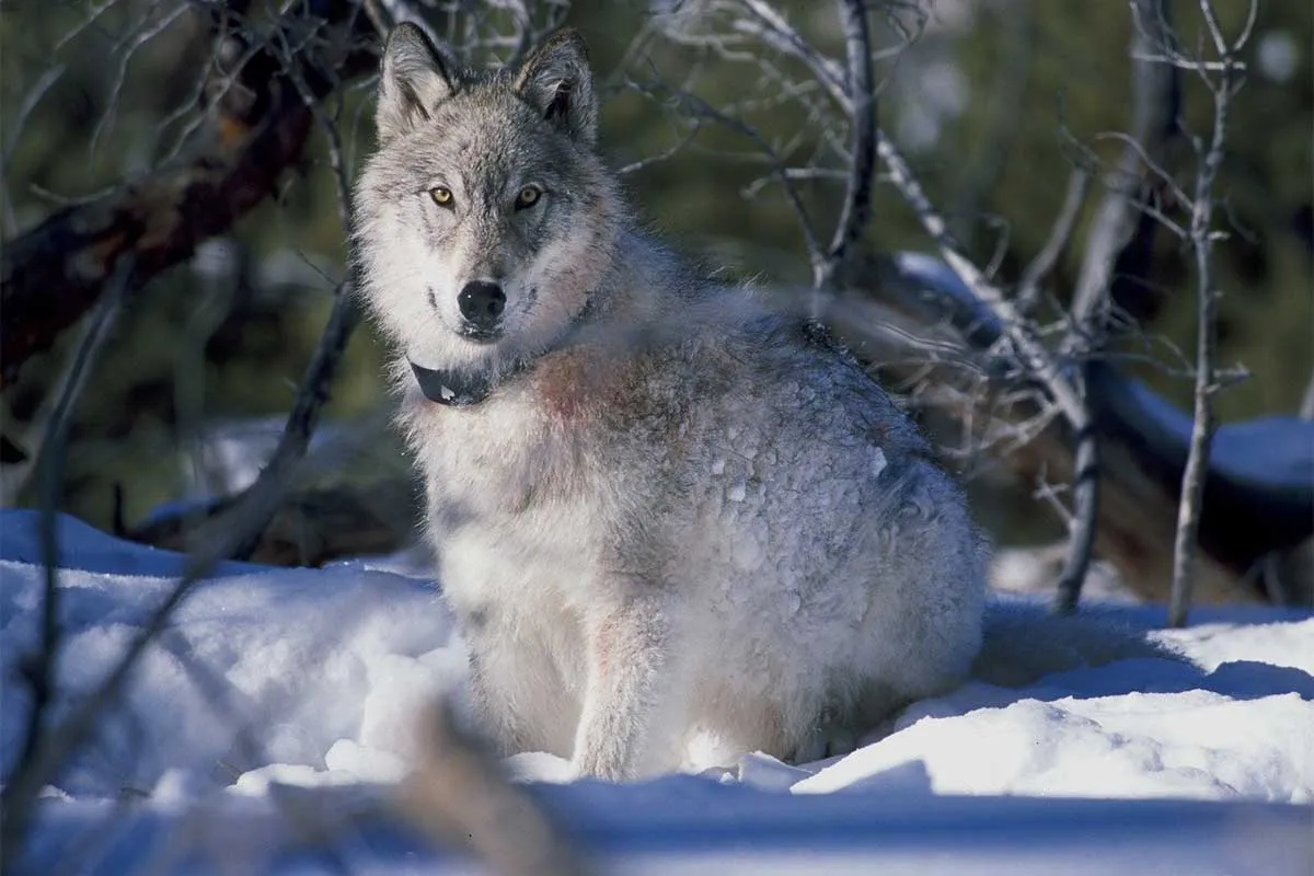 Wolves in Yellowstone National Park