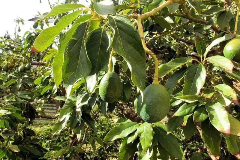 Avocado outdoors Environment Buddy