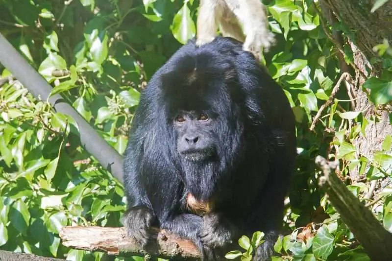 30+ Types of Monkeys; Photos, Behavior, Diet and Fun Facts!