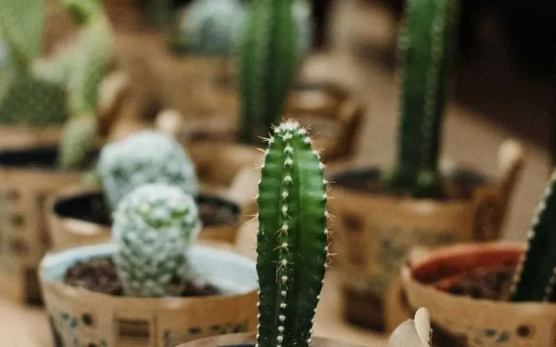 desert-plants