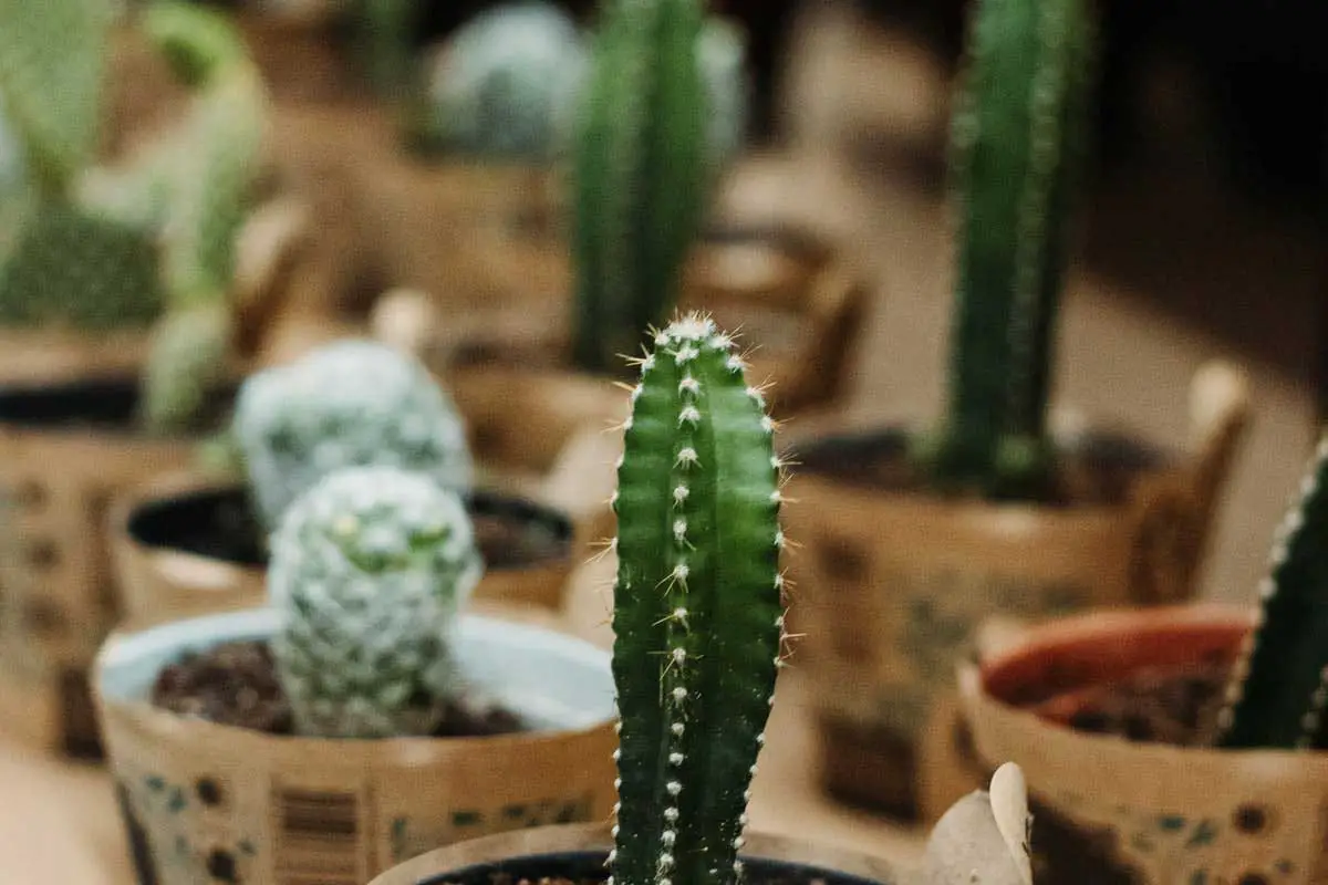 desert-plants