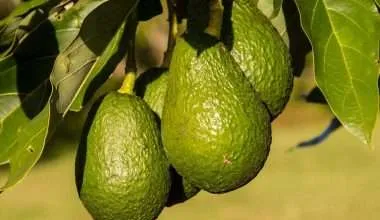 how-to-grow-avocado-seeds