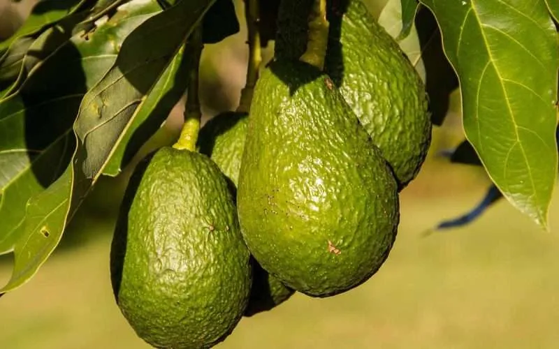 how-to-grow-avocado-seeds