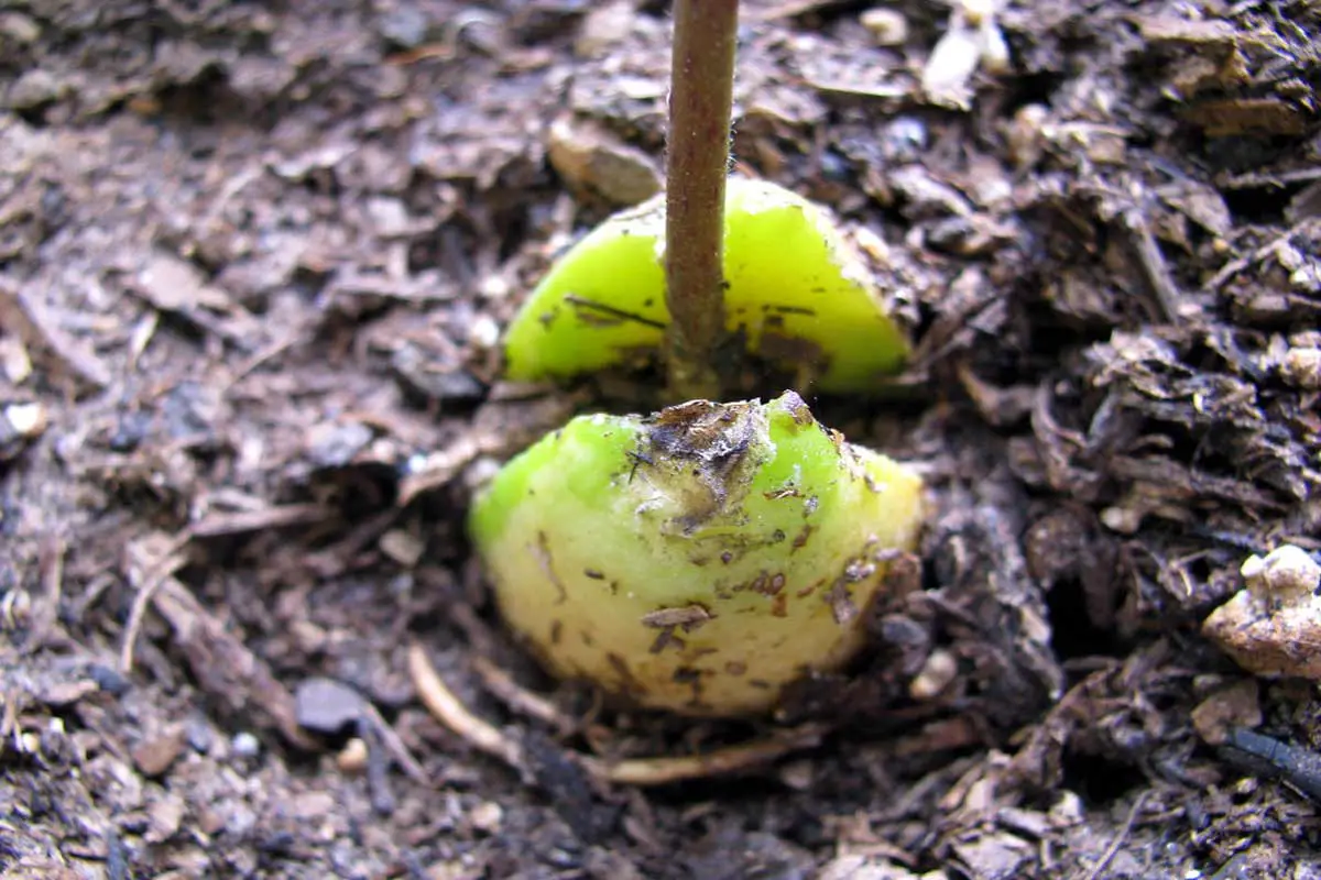 growing avocado trees from seed