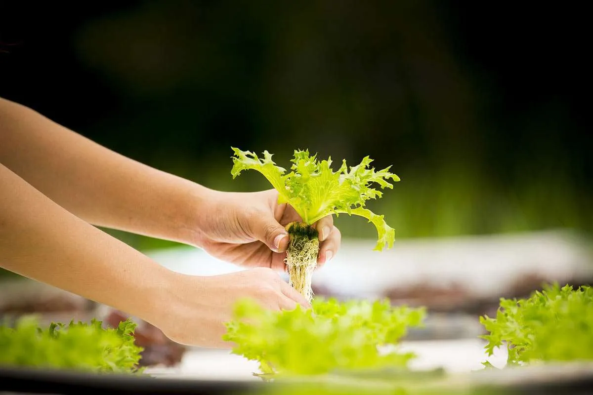 hydroponics-gardens