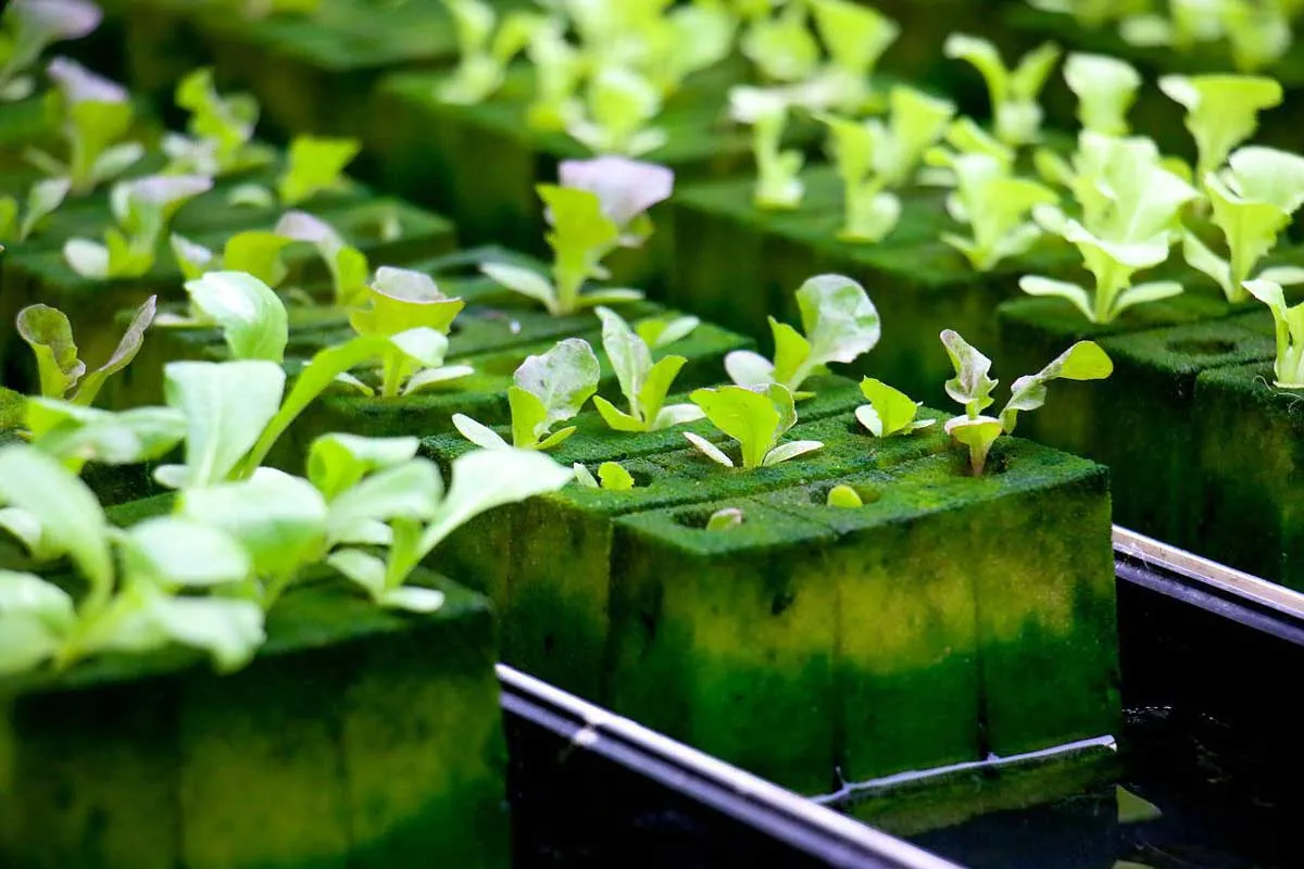 hydroponics garden indoors