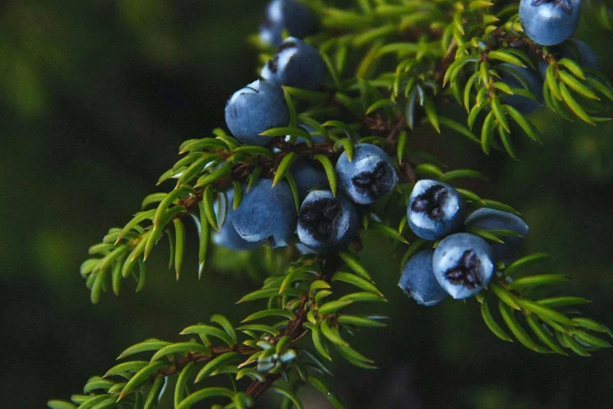 juniper berries