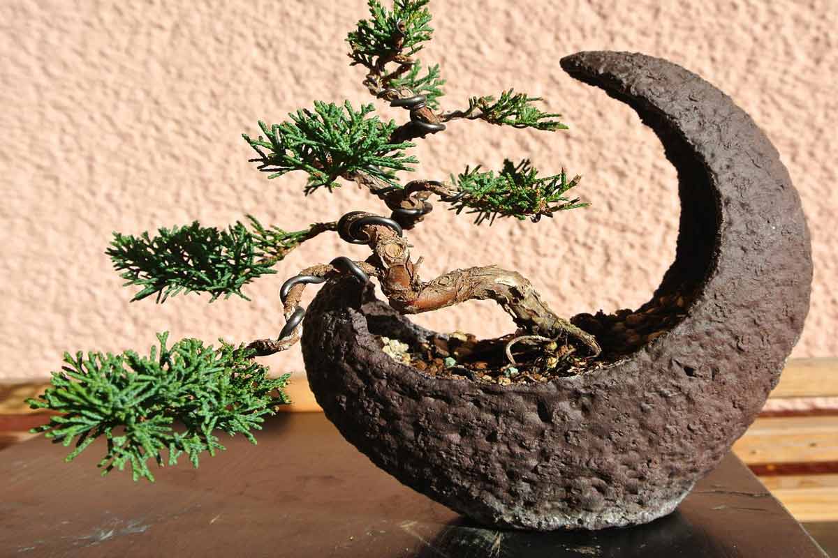 juniper-bonsai