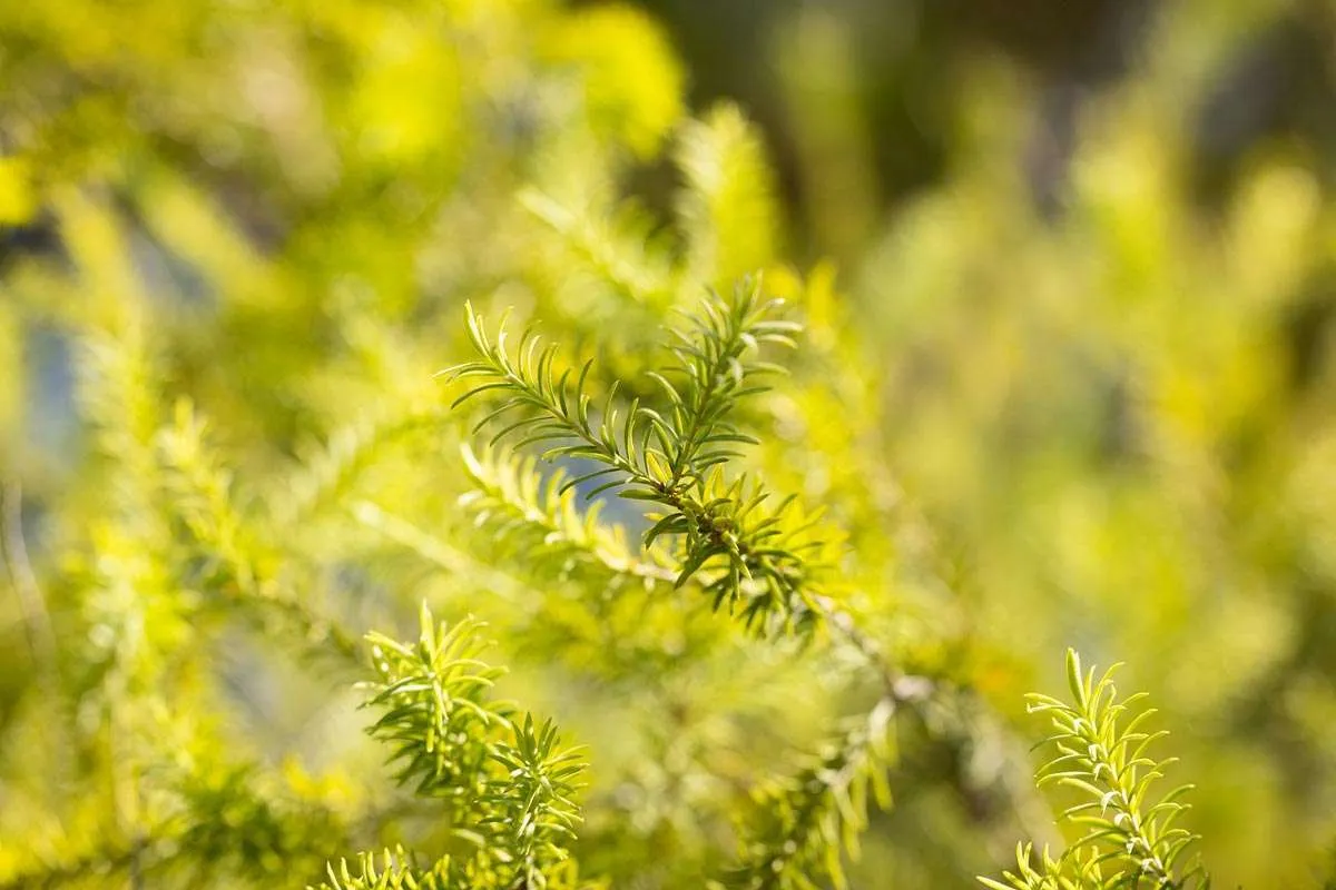 juniper foliage