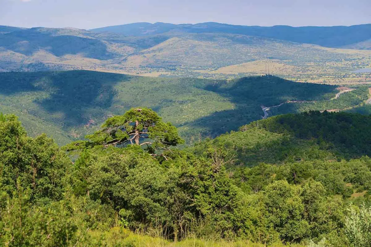 juniper forest 