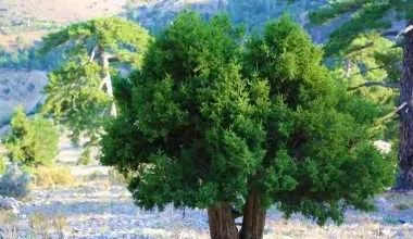 juniper-trees-near-mountains