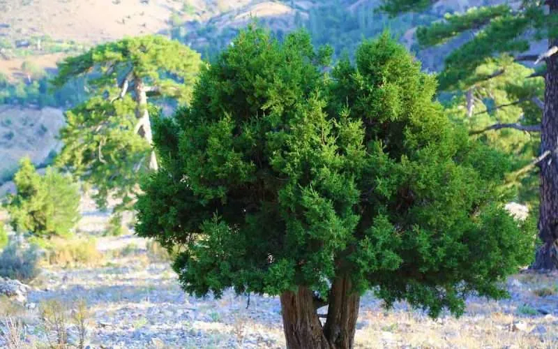 juniper-trees-near-mountains