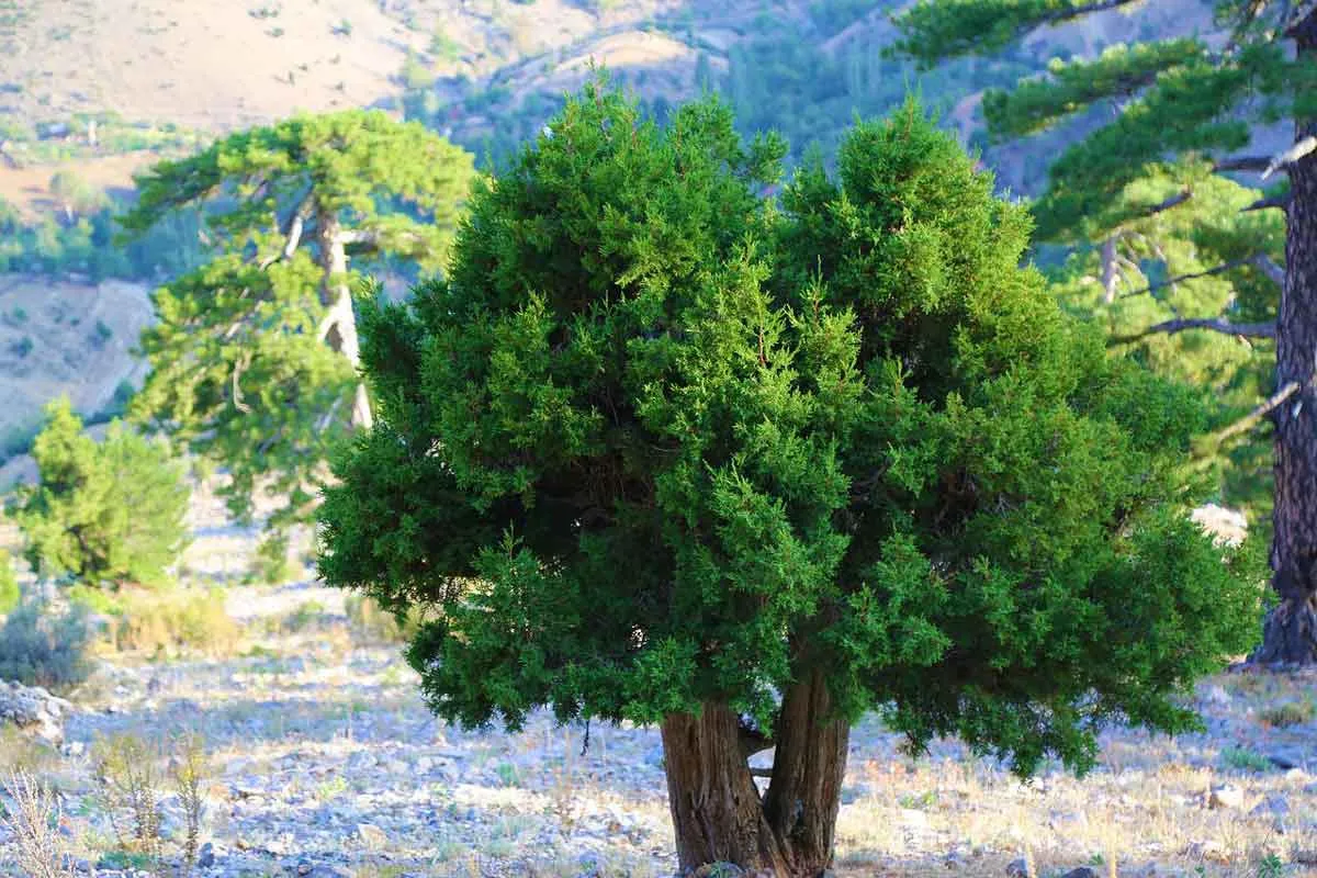 Invincible Juniper Trees Facts, Benefits, and Planting Tips