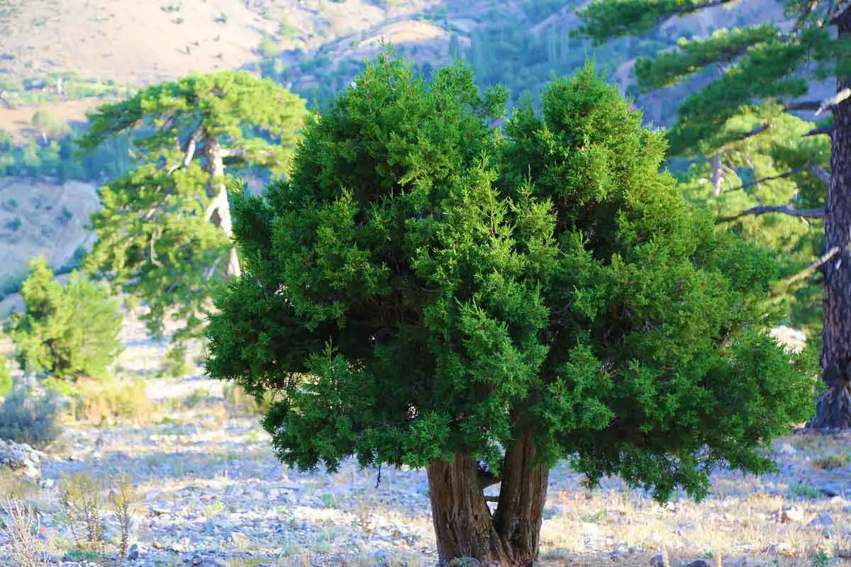 juniper-trees-near-mountains