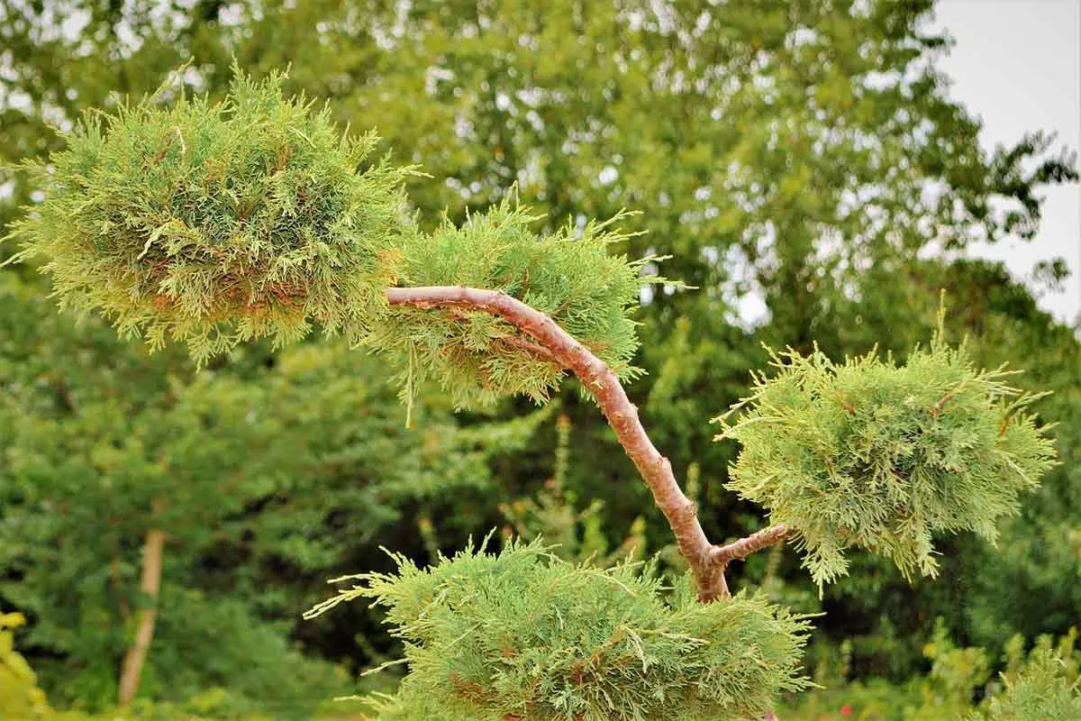 juniper shrub