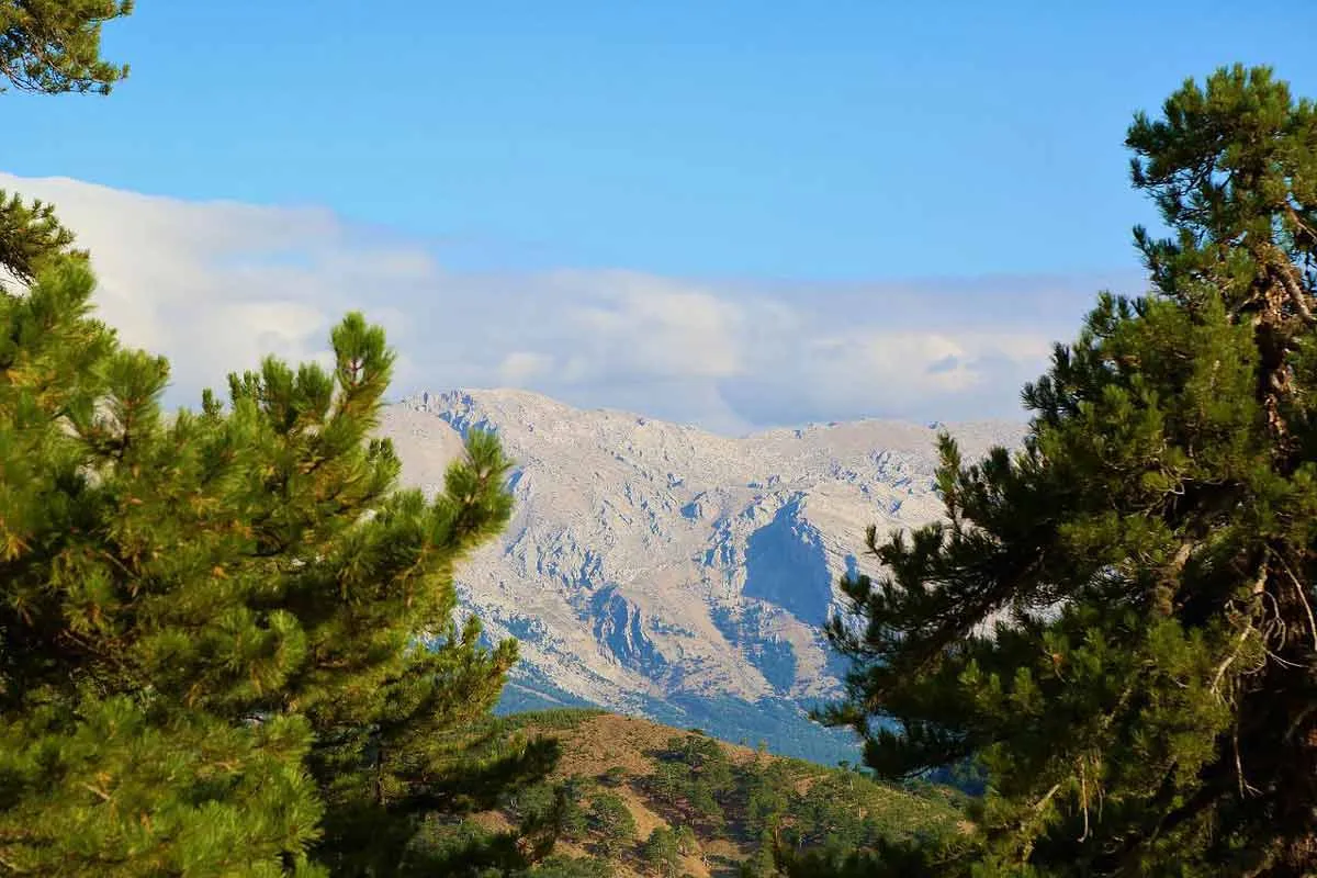 juniper trees mountains 