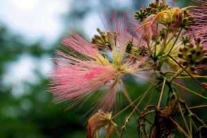 mimosa pink flower