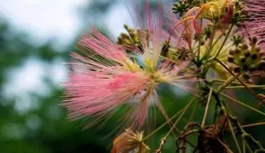 mimosa pink flower