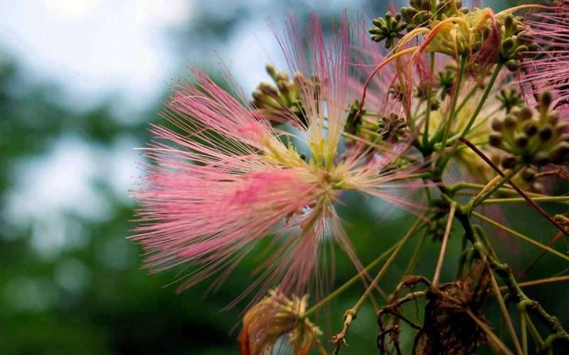 mimosa pink flower