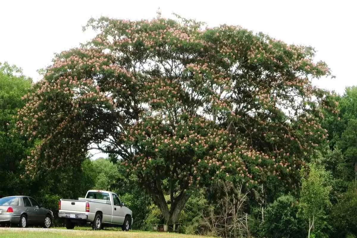 mimosa tree