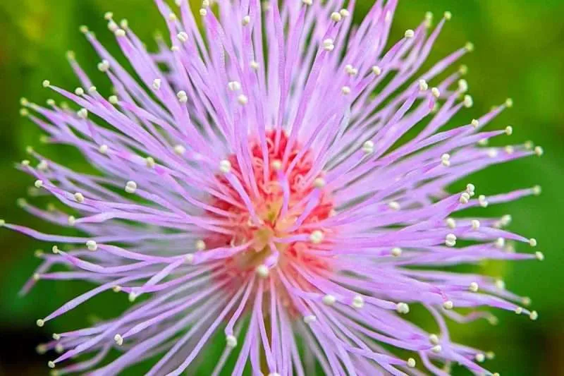 Beautiful But Deadly Mimosa Trees; Facts, Pros And Cons