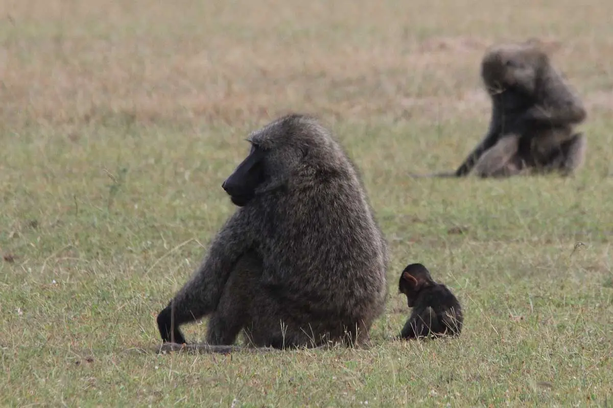 olive-baboon-types-of-monkeys