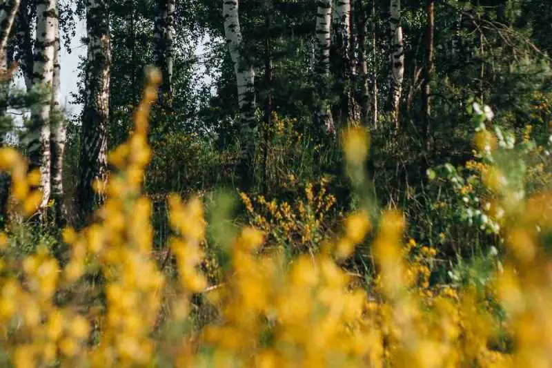 Evergreen Aspen Trees Types, Benefits, and Planting Tips