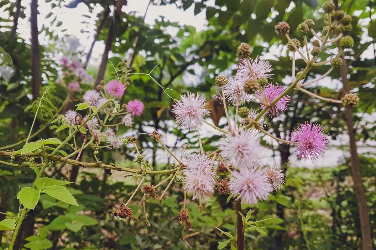 planting mimosa trees 