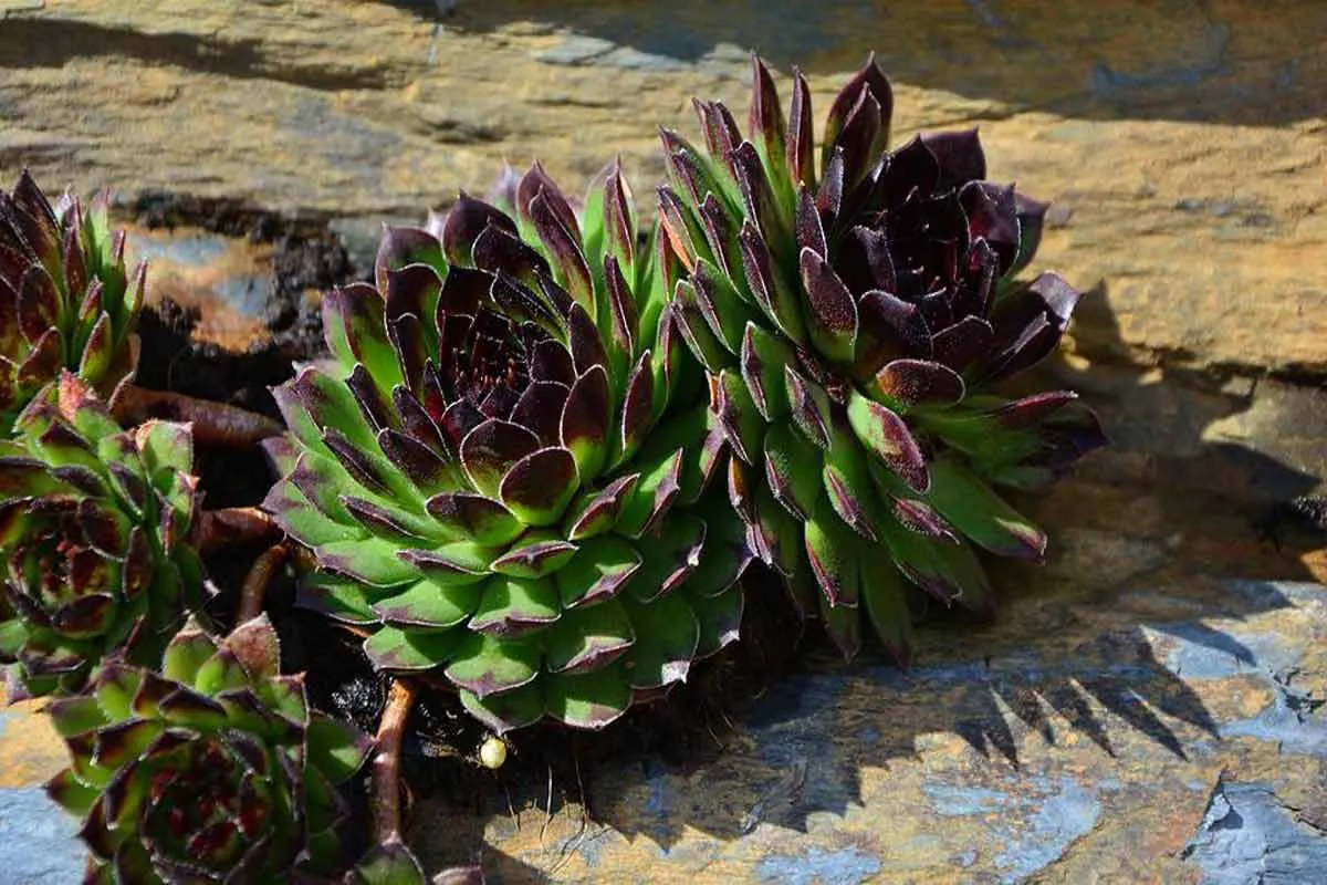 Succulent Desert Plants