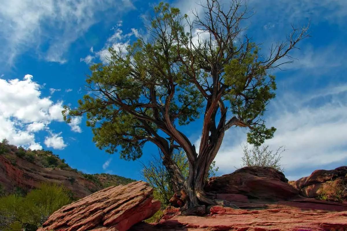 Invincible Juniper Trees: Facts, Benefits, and Planting Tips