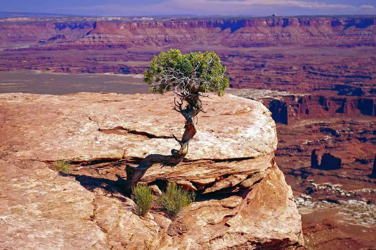 Utah juniper