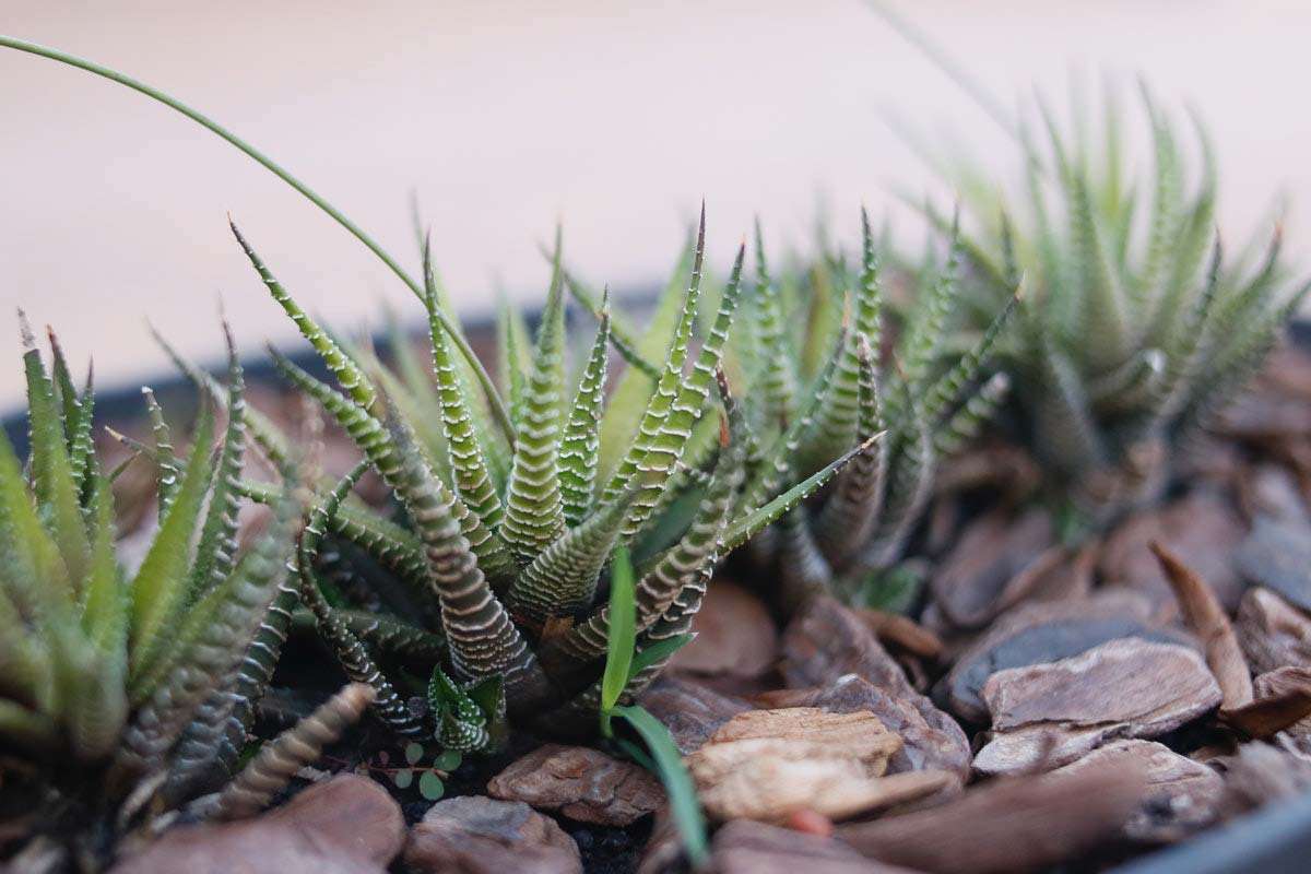 zebra cactus