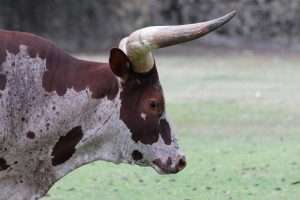 Ankole Watusi