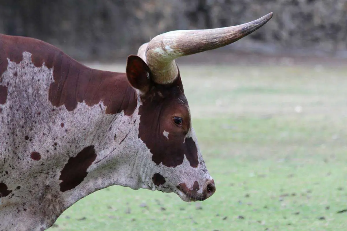 Ankole Watusi