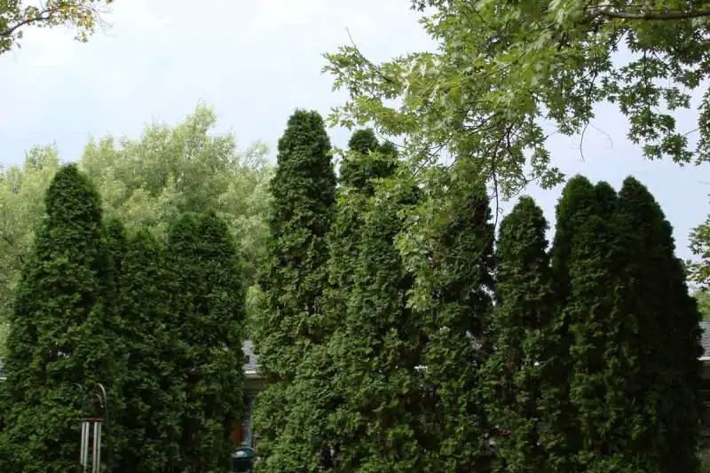 Top 10 Fastest Growing Trees in the World! Environment Buddy