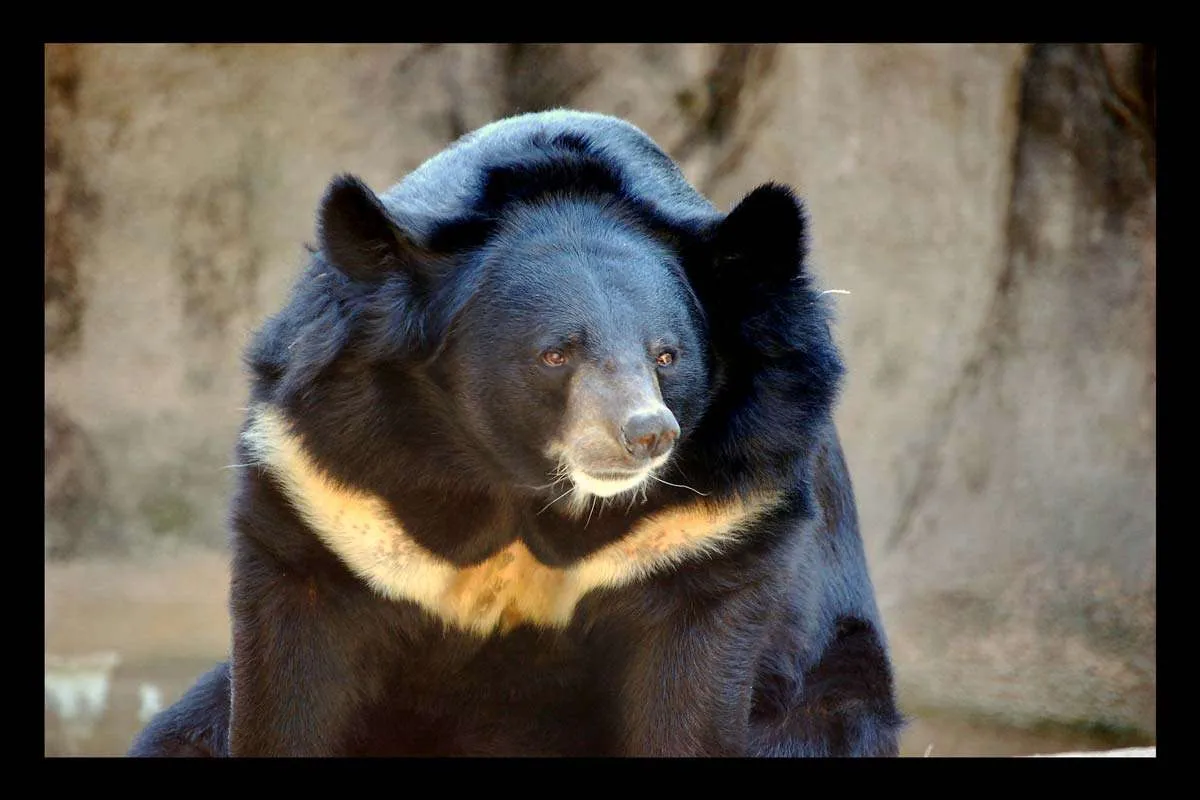 Asiatic Black Bear