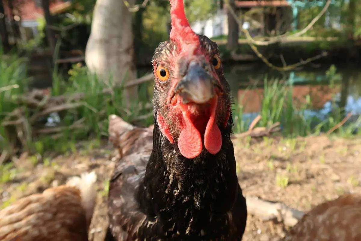  Australorp