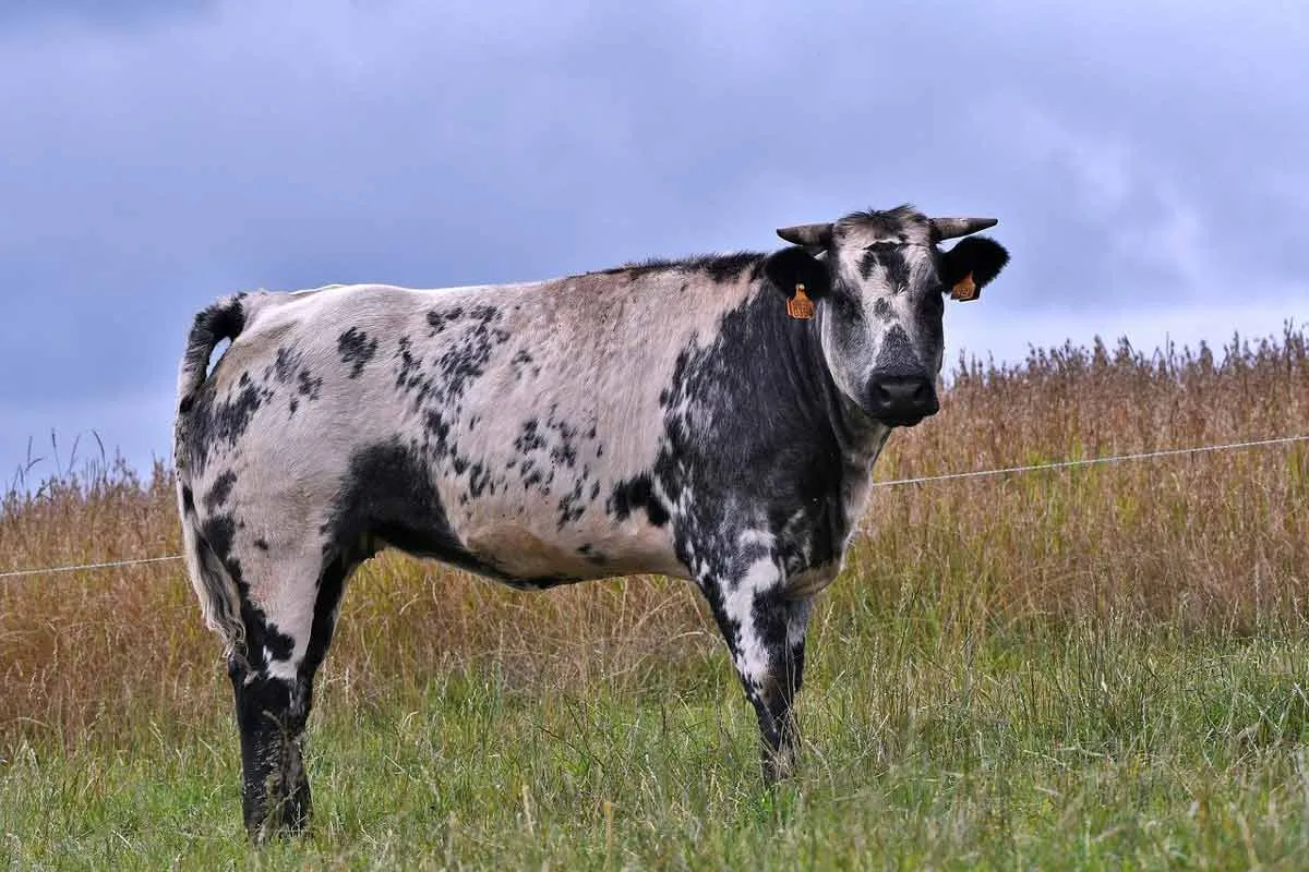 Belgian Blue