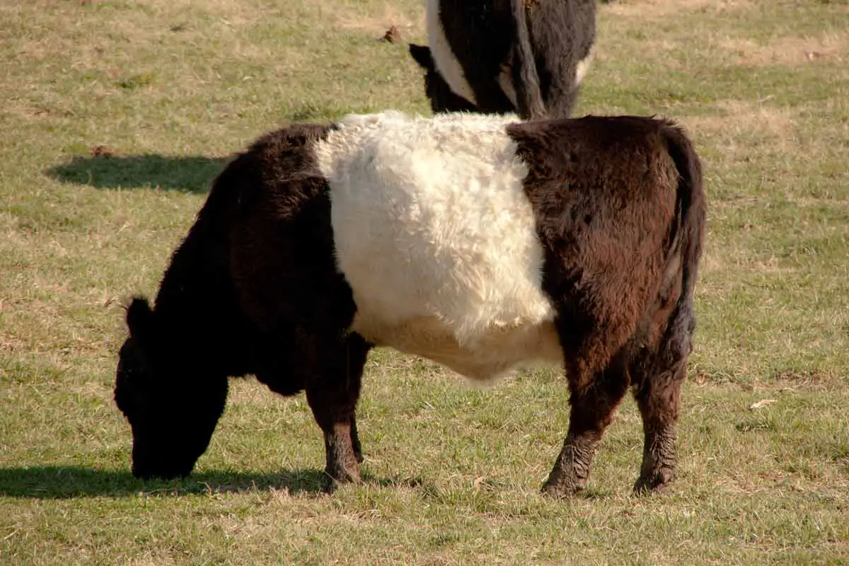 Belted Galloway