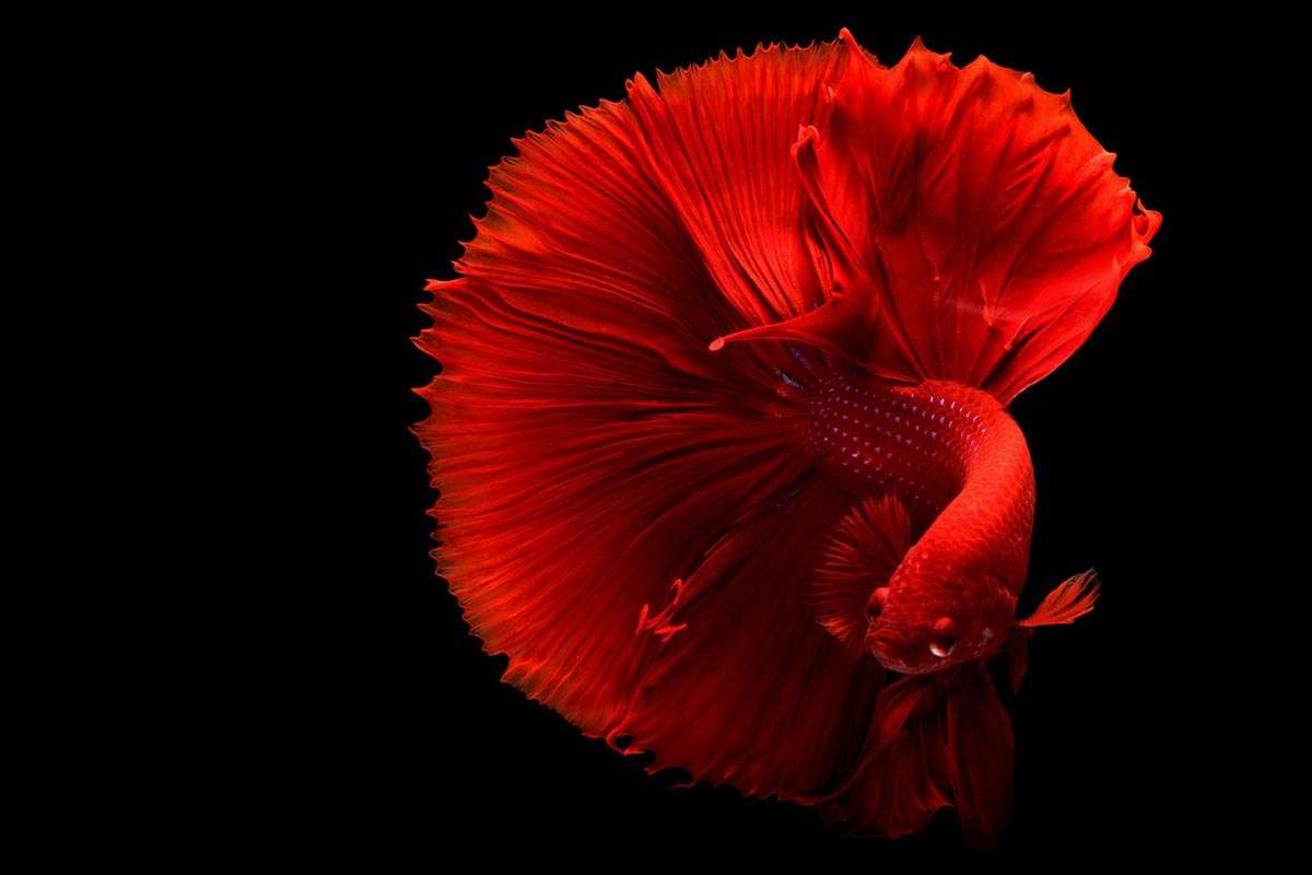 The Colorful Betta Fish