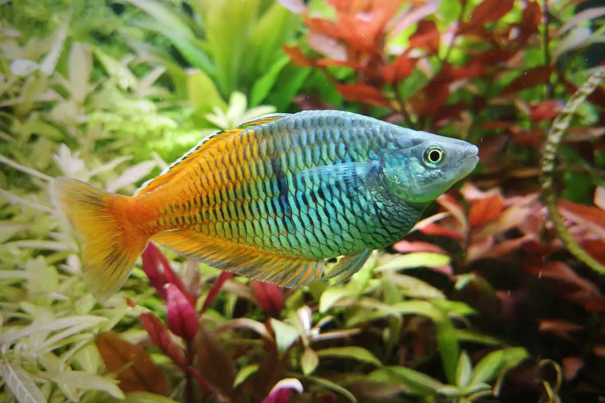 Boesemani-Rainbowfish | Environment Buddy