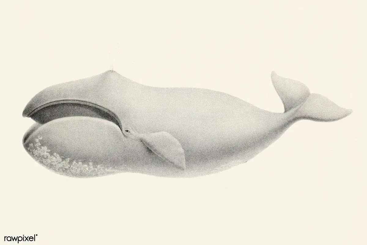 Bowhead Whales