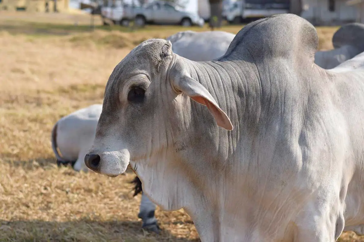 Brahman