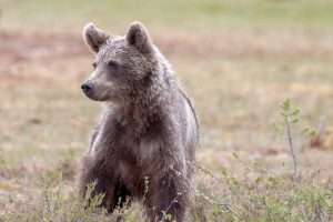 Brown Bear