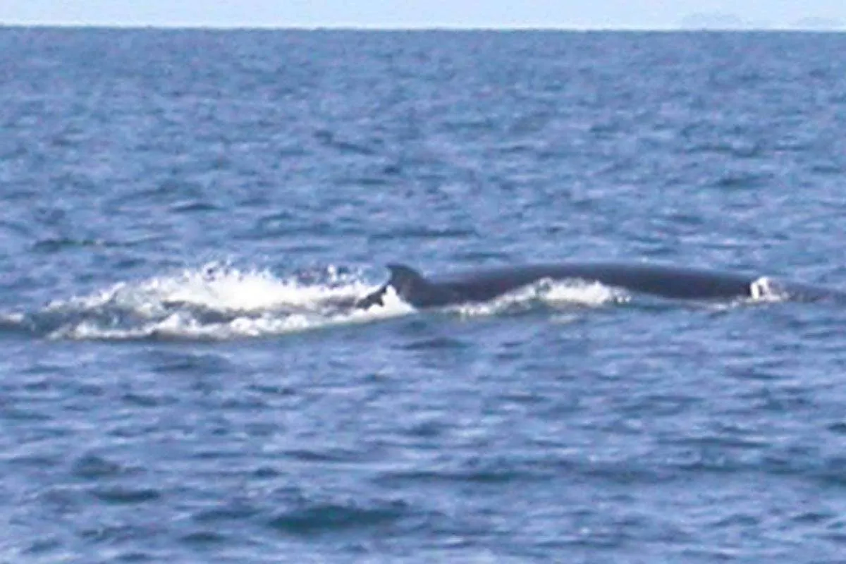 Bryde's Whale